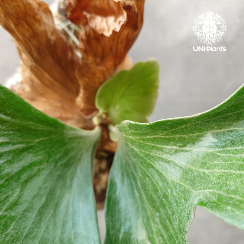 ビカクシダ ステマリア Platycerium stemaria コウモリラン