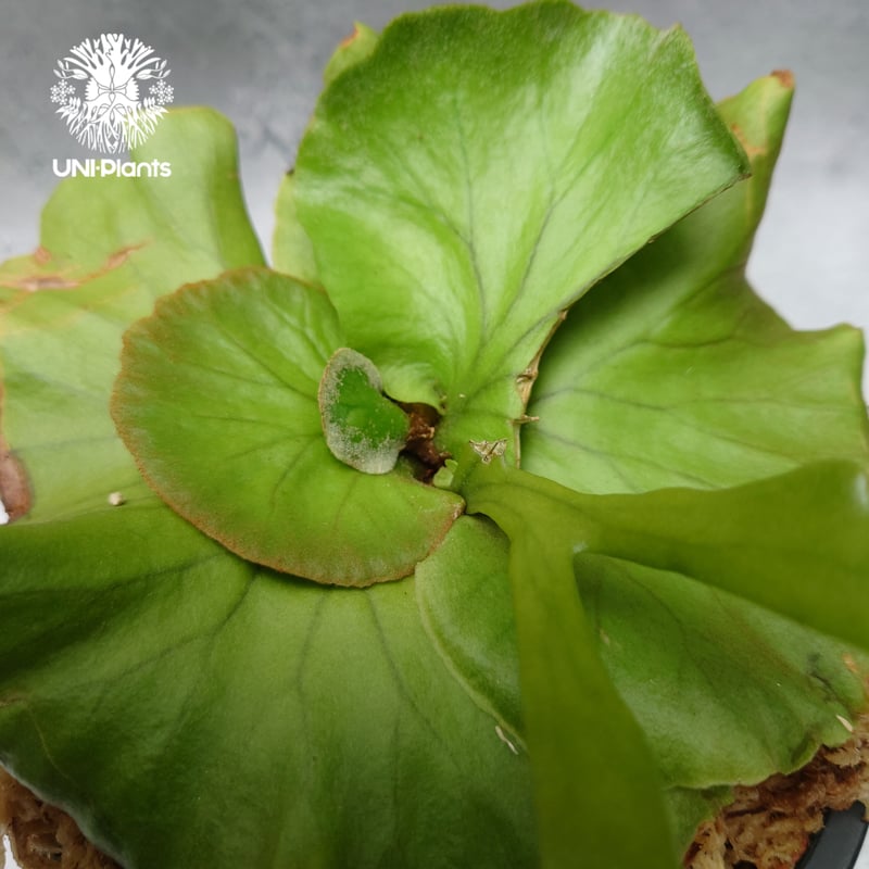 ビカクシダ キッチャクード シンリーフ Platycerium Kitshakood