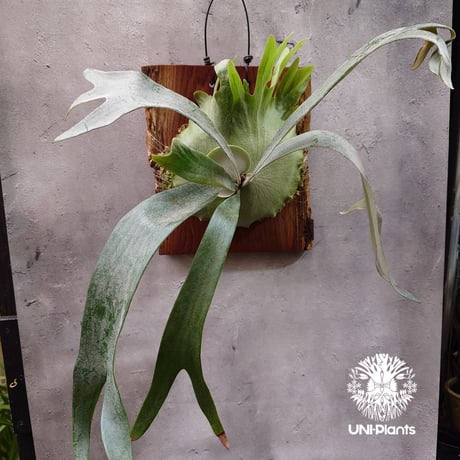 ビカクシダ子株 | STORES