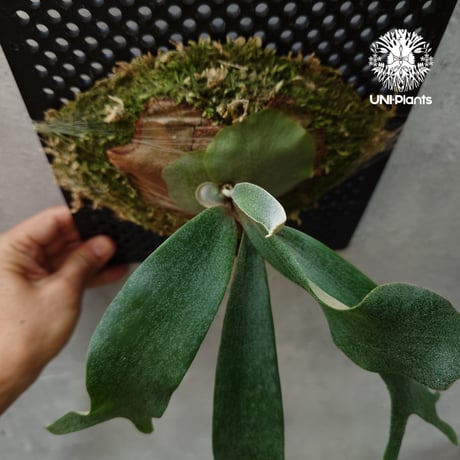 Platycerium Nam Mao(pup) ビカクシダ ナーム マオ(子株) ビカクシダ コウモリラン 希少なビカクシダ