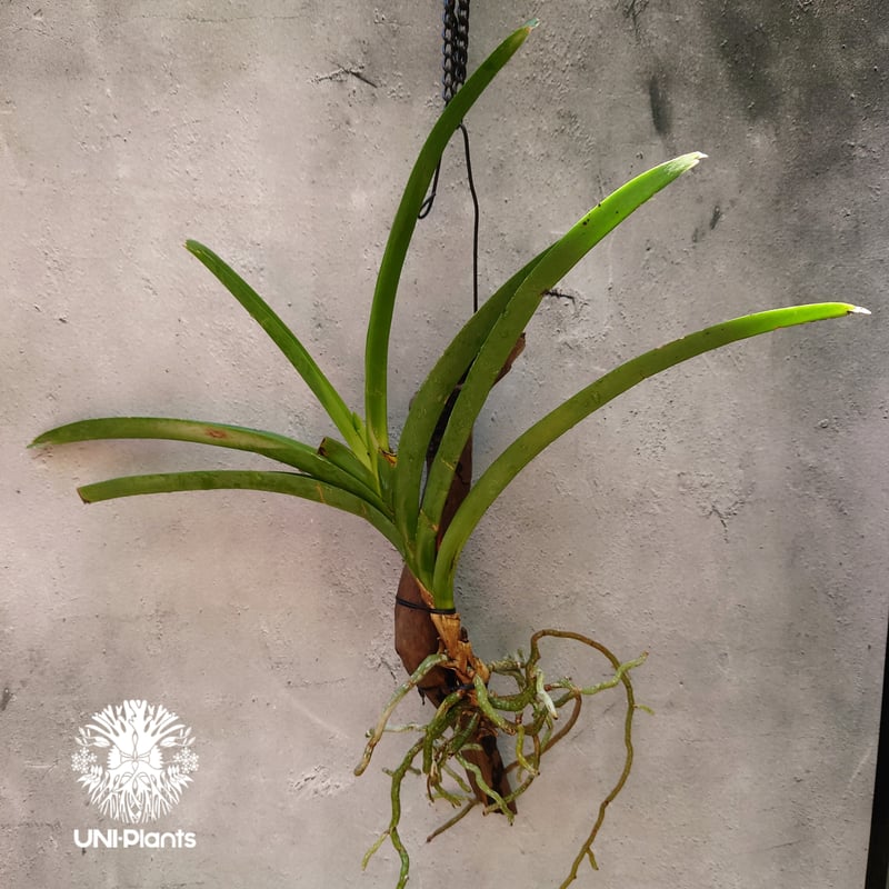 バンダ 洋蘭 Vanda orchid 流木着生 ラン 蘭 花が綺麗な洋ラン バンダ 洋蘭 Vanda orchid 流木着生 ラン 蘭 花が綺麗な洋ラン