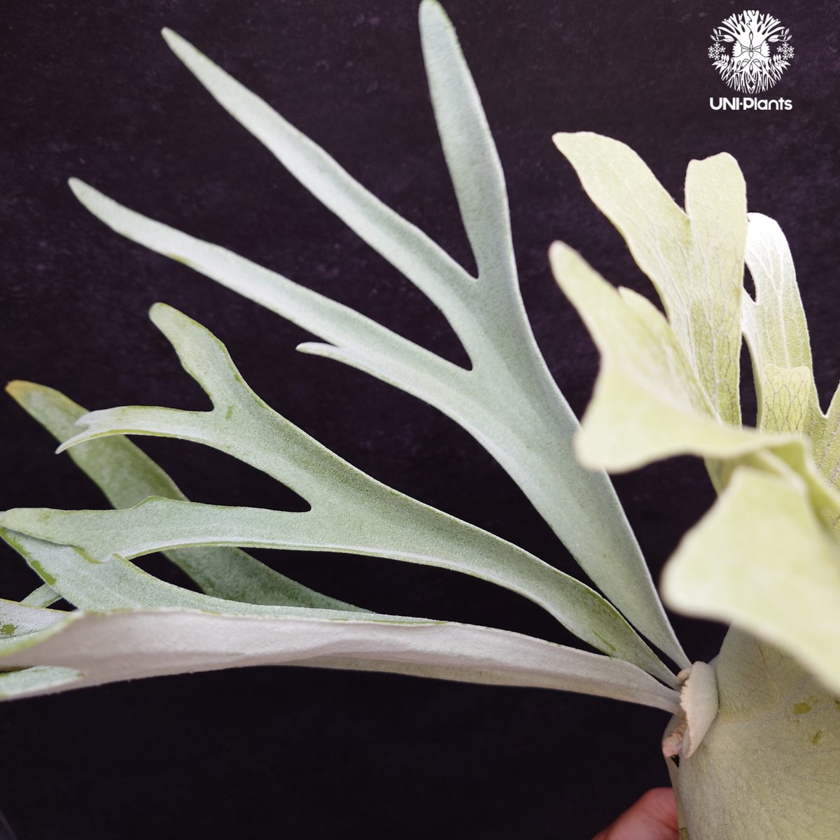 ビカクシダ Platycerium Pewchan Platycerium pewchan compact ビカクシダ ピューチャン