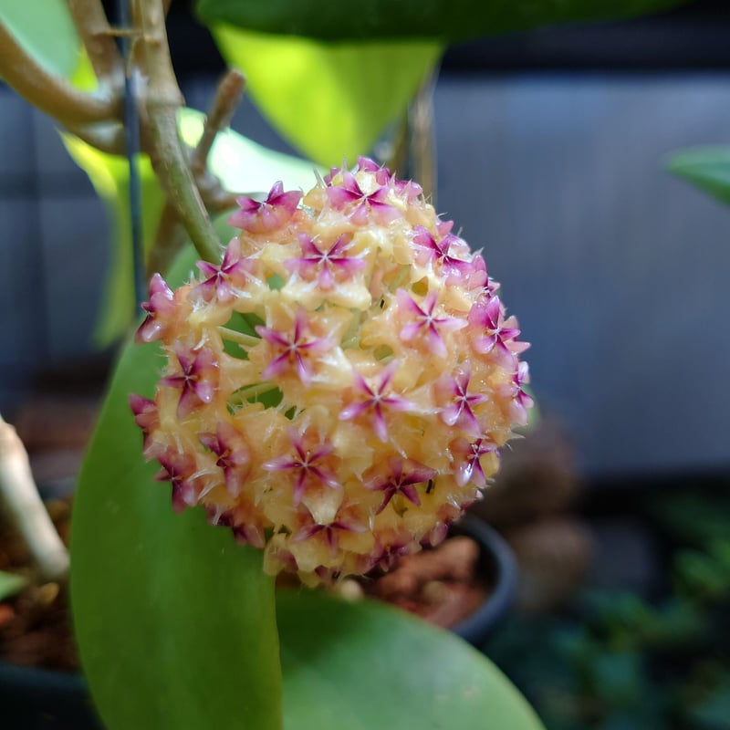 ホヤ　ミンドレンシス 楽天市場】観葉植物/ホヤ：ミンドレンシス ピンク 5号吊り鉢