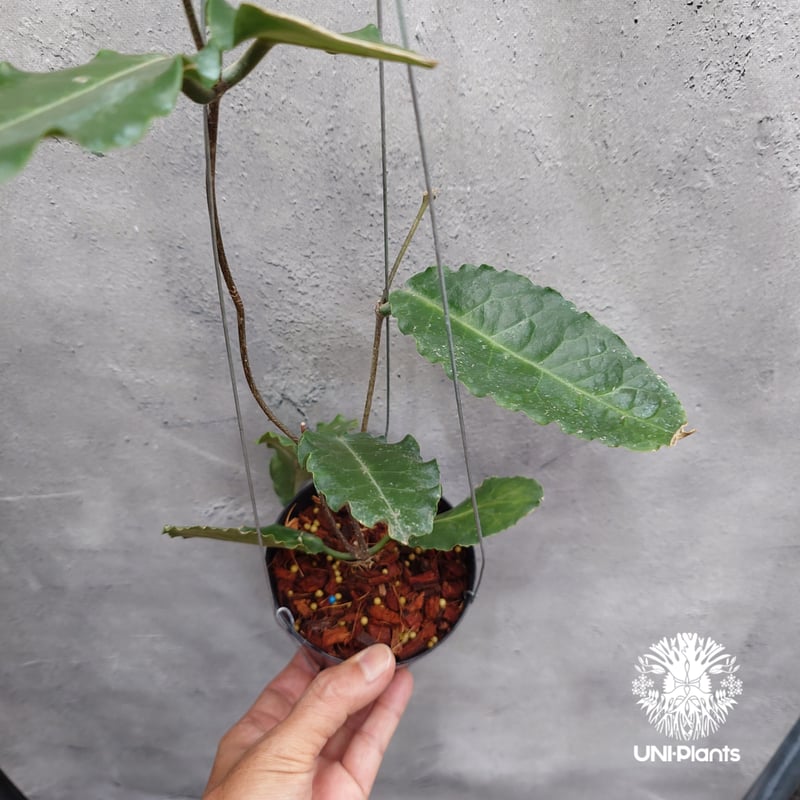 タイ直輸入・希少】Hoya versteegii｜珍品・着生植物・つる性植物
