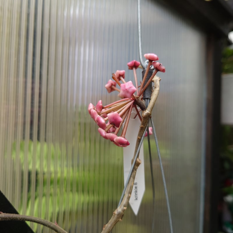 新着　超レア　原種 　ホヤ　クレメンシオルム　怪奇植物　サクララン　鉢花 新着 超レア 原種 ホヤ クレメンシオルム 怪奇植物 サクララン