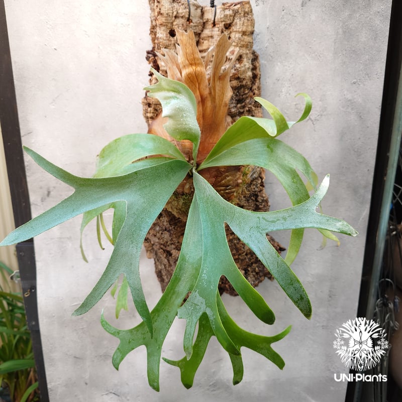 Platycerium Banna #A (pup) ビカクシダ バンナ #A (子株) ビカ Platycerium Banna #A (pup) ビカクシダ バンナ #A (子株) ビカ