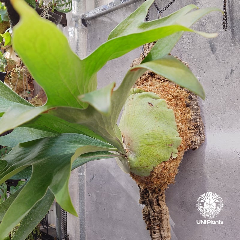 ビカクシダ ワリチー Wild株 親株サイズ 原種株 ビカクシダ ワリチー Wild株 親株サイズ 原種株 - メルカリ