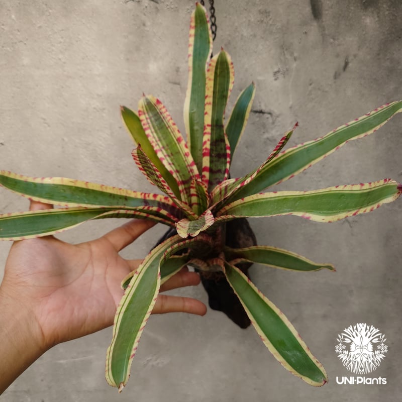 Neoregelia Wild Rabbit ネオレゲリア ワイルドラビット Neoregel