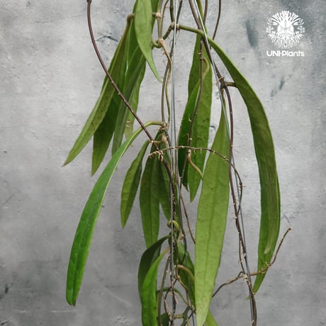 Hoya Sulawesiana ホヤ スラウェシアナ ホヤ植物 Hoya plants 珍しい 希少 レア つる性 つる性植物 ハンギング ハンギング植物