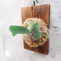 Platycerium willinckii wild cat(spore) ビカクシダ ウィ