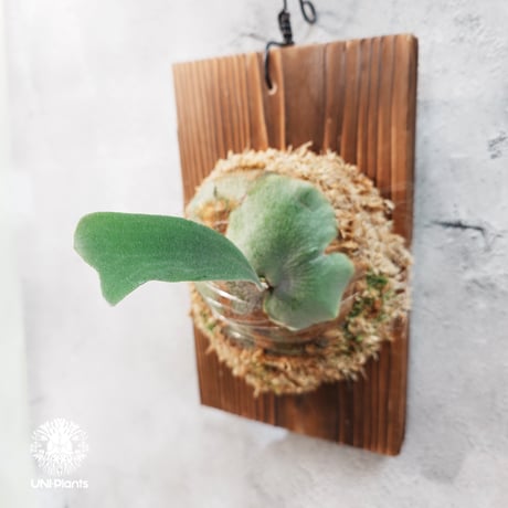 CATEGORY ビカクシダ (Platycerium） | UNI-Plants ビカクシダ