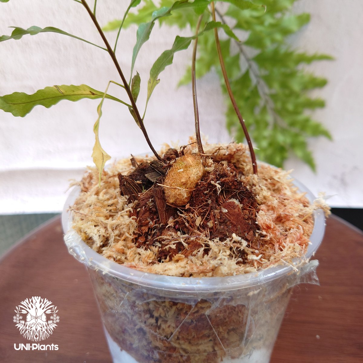 Drynaria rigidula `whitei ドリナリア·リギデュラ'ホワイティ