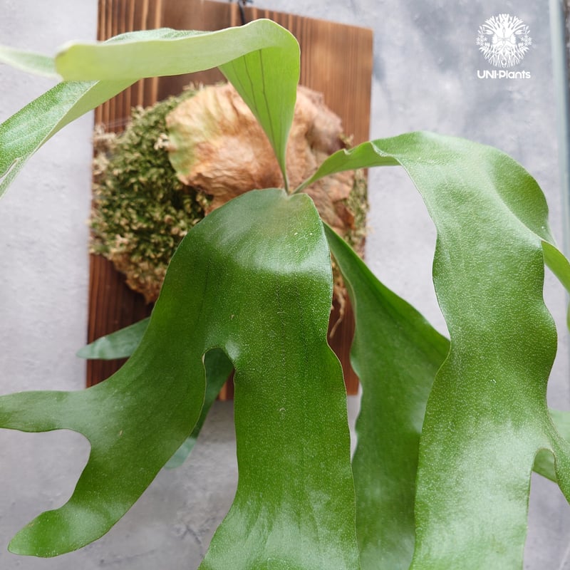 ビカクシダ アルテミス Platycerium Artemis (Alcicorne x Qu