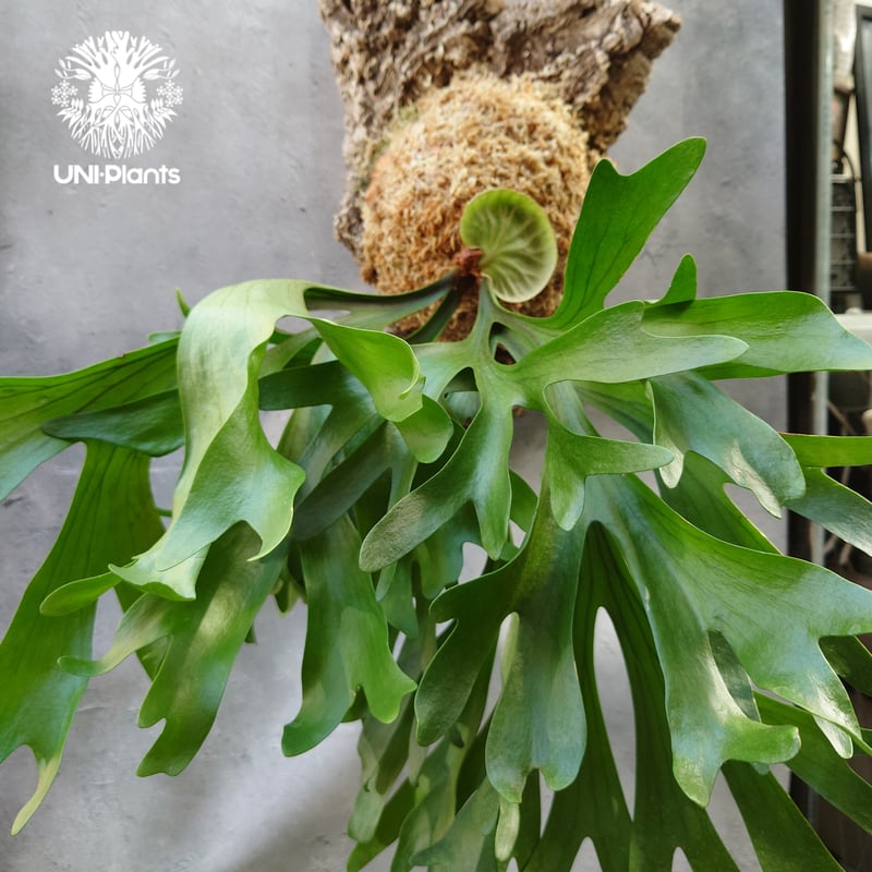 ビカクシダ キッチャクード Platycerium mt.kitshakood コウモリ ビカクシダ キッチャクード Platycerium mt.kitshakood コウモリ