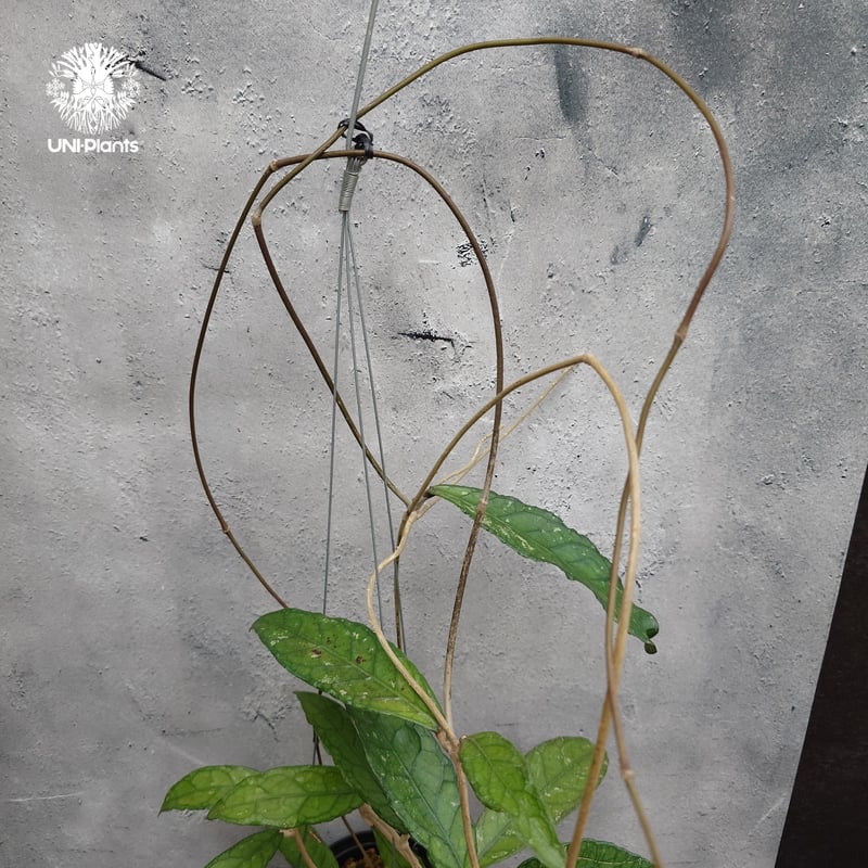 Hoya Aceh (NAP 01) ホヤ 希少 ホヤ植物 ホヤの花 珍しい 希少なホヤ