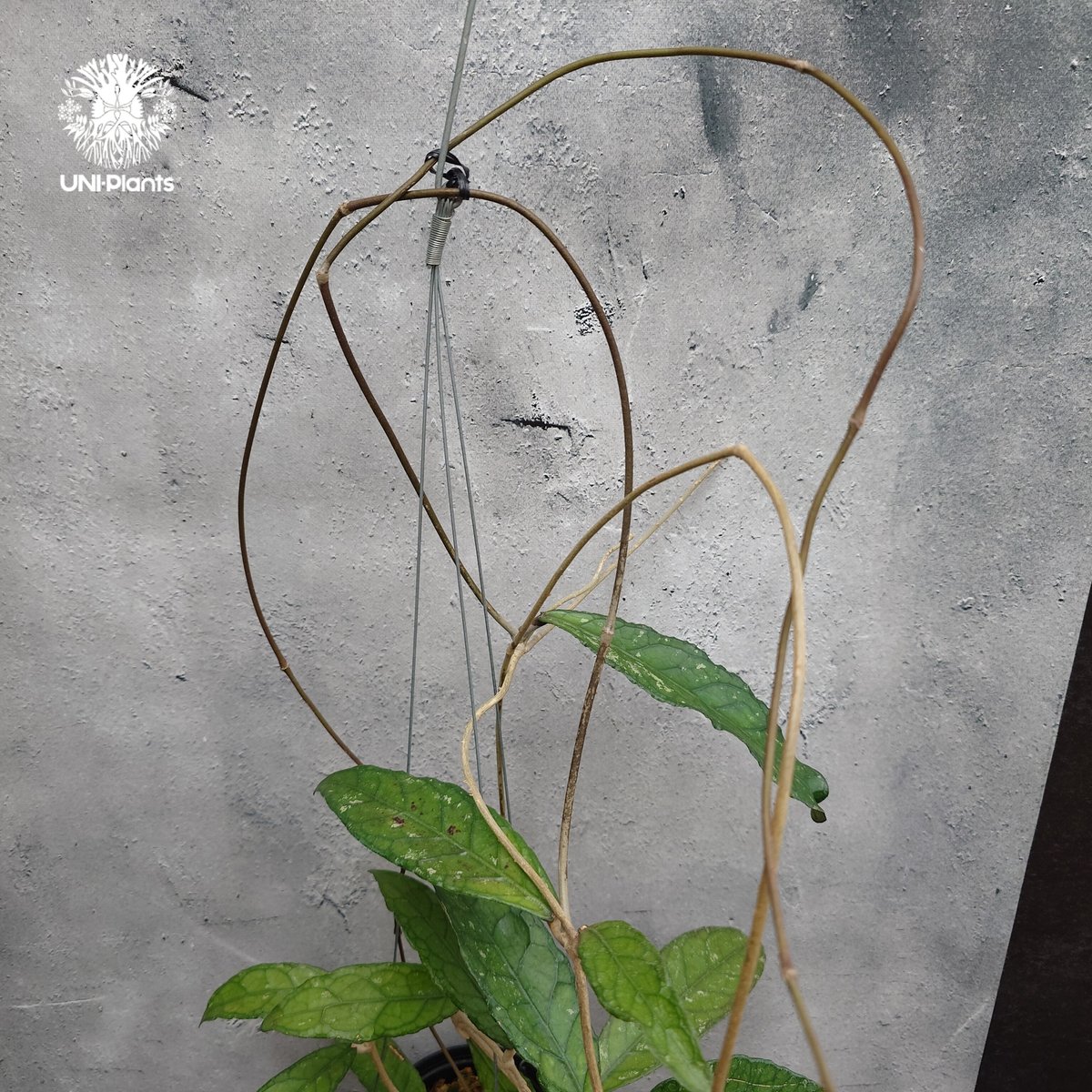 Hoya Aceh (NAP 01) ホヤ 希少 ホヤ植物 ホヤの花 珍しい 希少なホヤ