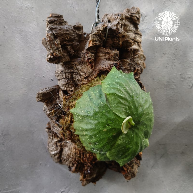 Platycerium Dawboy ビカクシダ ダウボーイ コウモリラン ビカクシダ