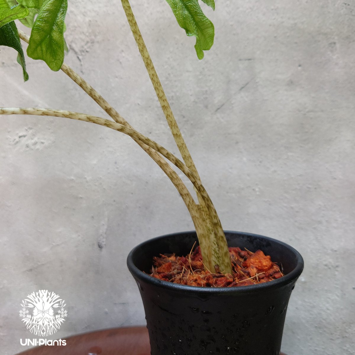 Alocasia jacklyn アロカシア ジャクリン アロカシアジャック Alocasia jacklyn アロカシア ジャクリン アロカシアジャック