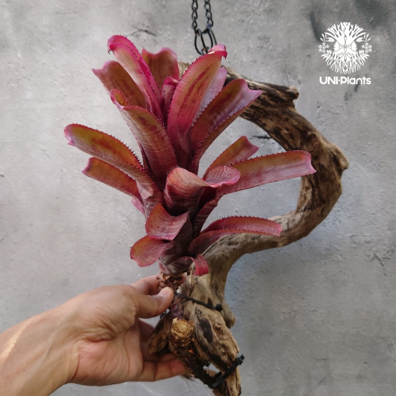 Aechmea nundicaulis hybrid エクメア ヌディカウリス hybrid