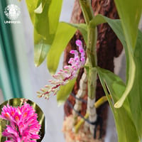 【タイ直輸入·開花中】Dendrobium secundum x Sib ｜ デンドロビューム セクンドゥム × Sib ｜珍品・希少ラン・蘭の花｜着生ラン