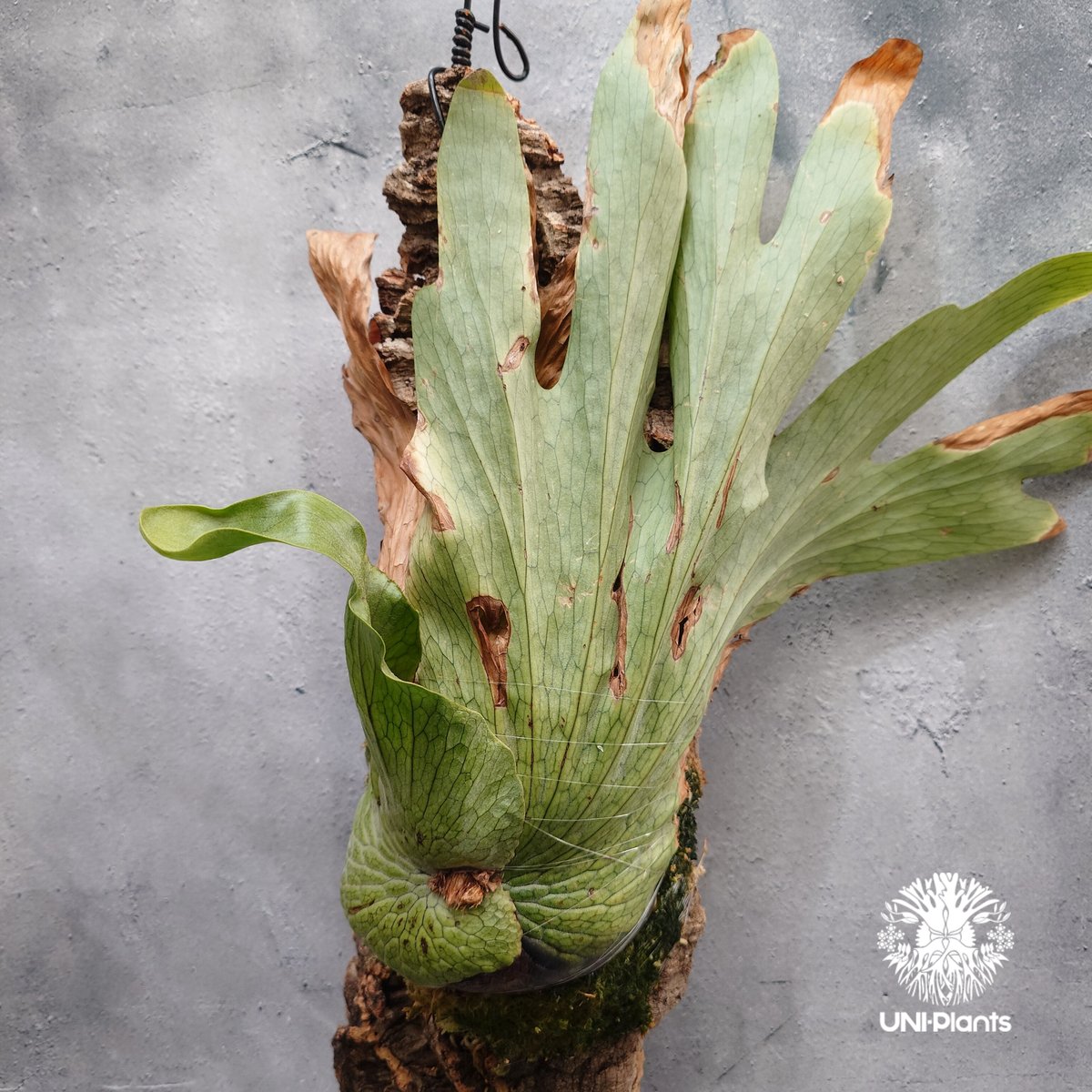 Platycerium wandae wild ビカクシダ ワンダエ ワイルド株 ビカクシダ