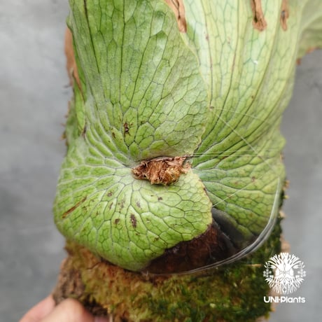 Platycerium wandae wild ビカクシダ ワンダエ ワイルド株  ビカクシダ原種 シダ植物 ビカクシダコルク付け