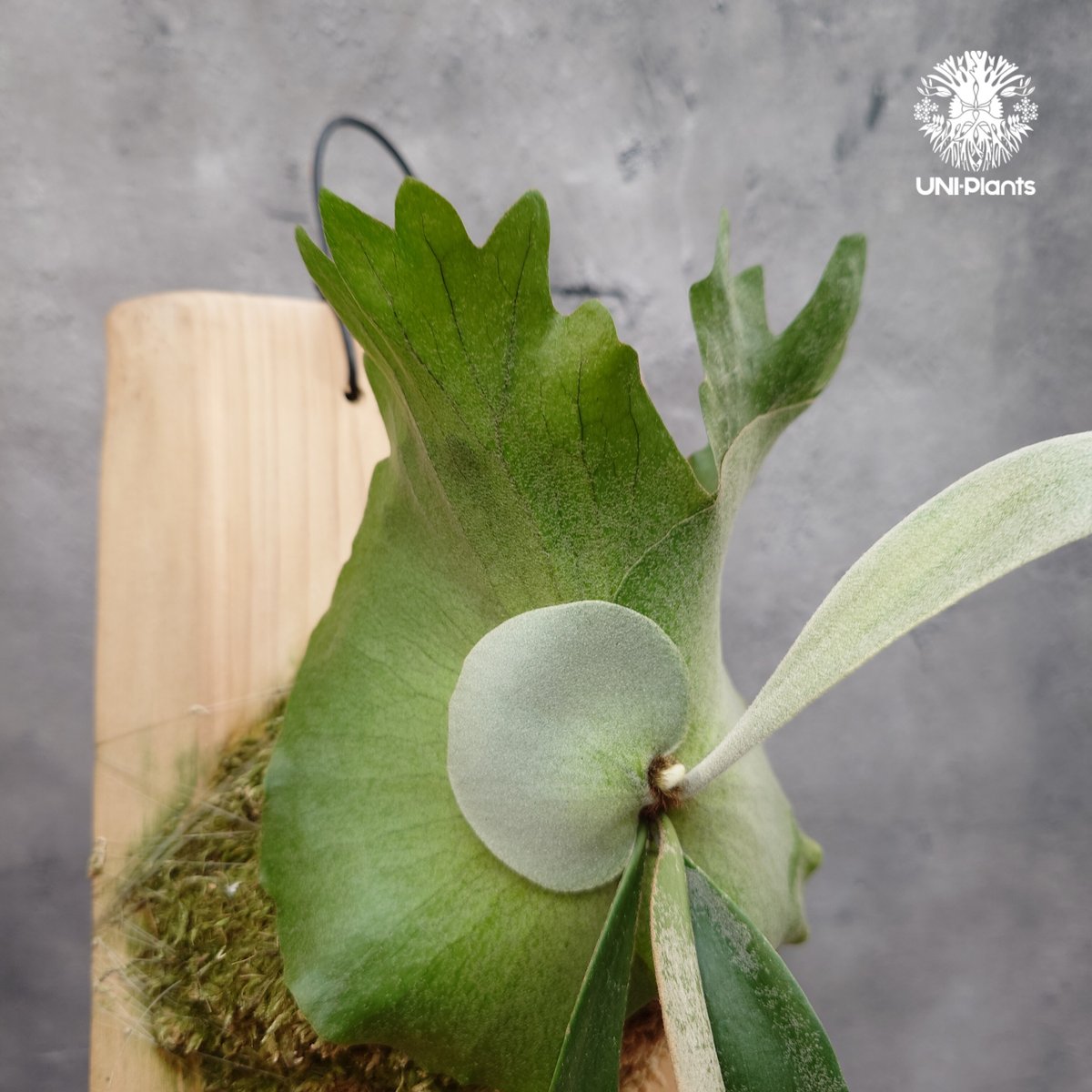 ビカクシダ ウィリンキーPlatycerium willinkii Platycerium willinckii 'W.A.Manda ビカクシダ ウィリンキー
