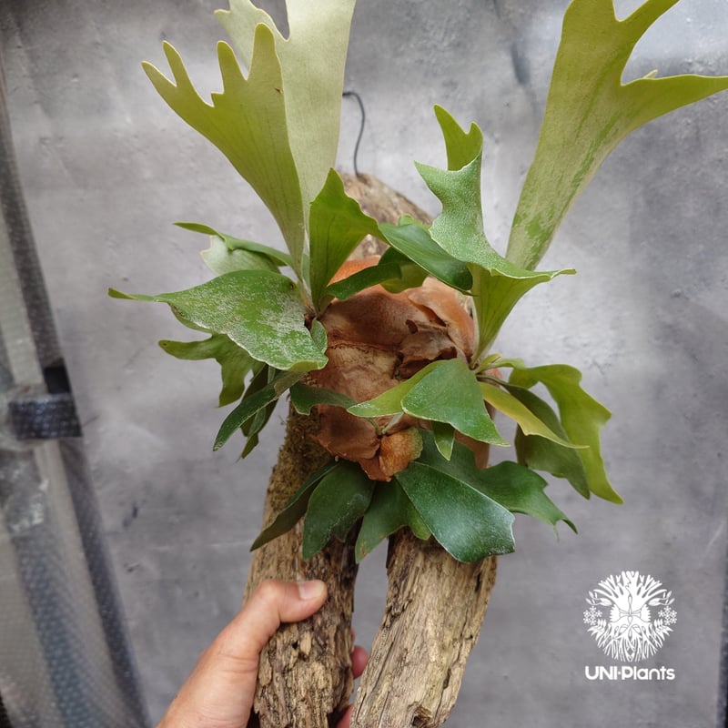 Platycerium sp.(spore) ビカクシダ スポア ビカクシダ シダ植物 ビカ