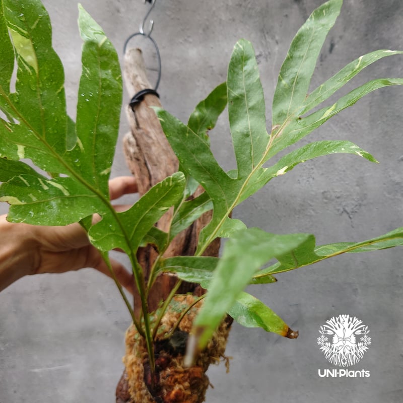 Drynaria quercifolia variegata ドリナリア クエルシフォリア バ