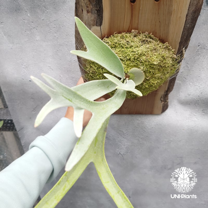 ビカクシダ ベイチー(子株) Platycerium veitchii(pup) コウモリラン