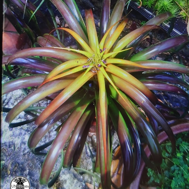 Tillandsia capitata “Marron” with usneoides ティラ...