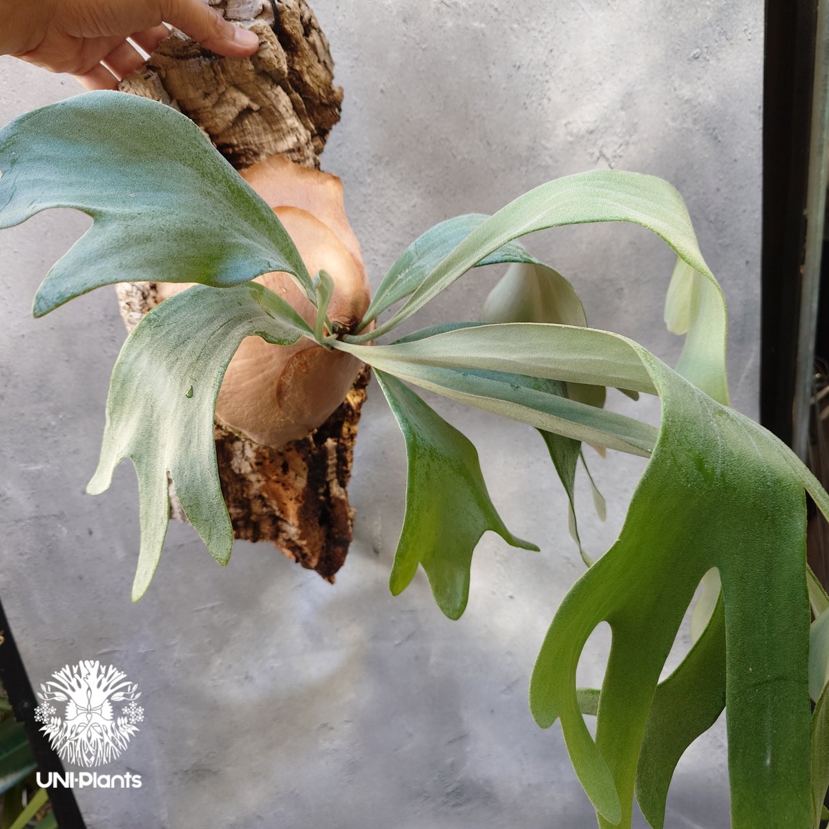 ビカクシダ　Platycerum　Paulwespa 　希少株 ビカクシダ Platycerum Paulwespa 希少株 - メルカリ