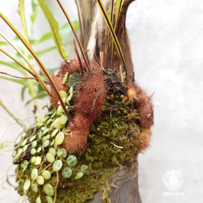 Drynaria bonii wild ドリナリア ボニー ワイルド タイ産山採り株 流木