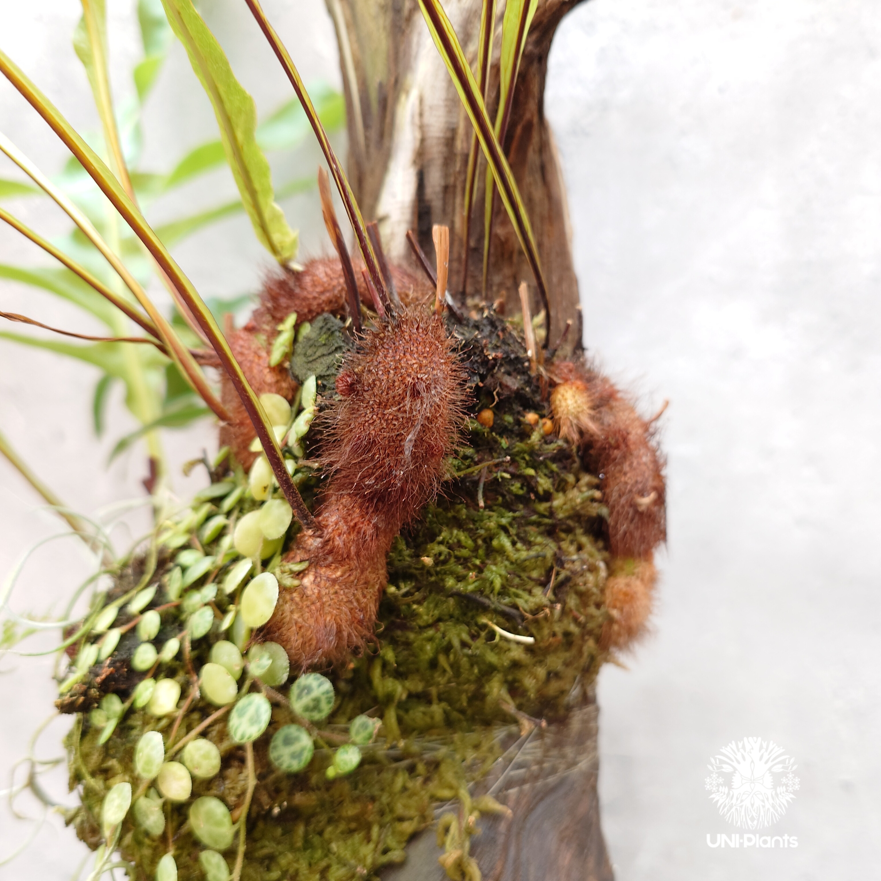 Drynaria bonii wild ドリナリア ボニー ワイルド タイ産山採り株 流木