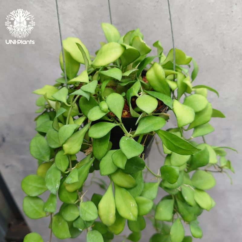 タイ直輸入】ホヤ ヘウスケリアナ ピンク｜珍品・着生植物・つる性植物