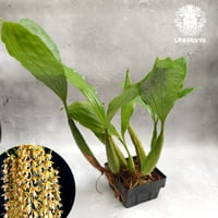 【タイ直輸入】着生ラン セロジネ・ロクセニー  ｜珍品・希少ラン・蘭の花｜Coelogyne rochussenii