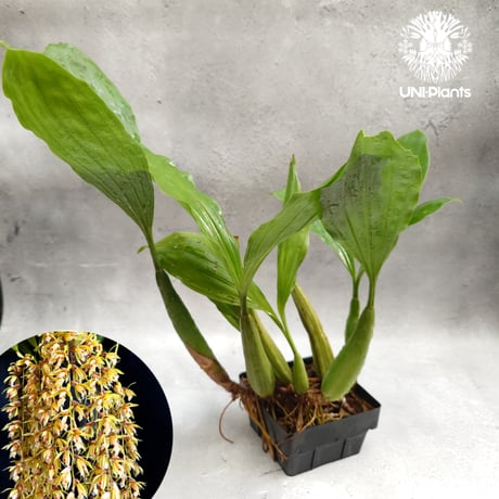 蘭 洋ラン タケノコラン clowesia russelliana 着生 ① Clowesia (Cl