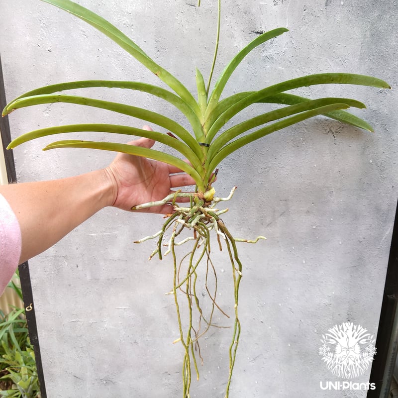 バンダ 洋蘭 Vanda orchid 大株 ラン 蘭 花が綺麗な洋ラン | UNI
