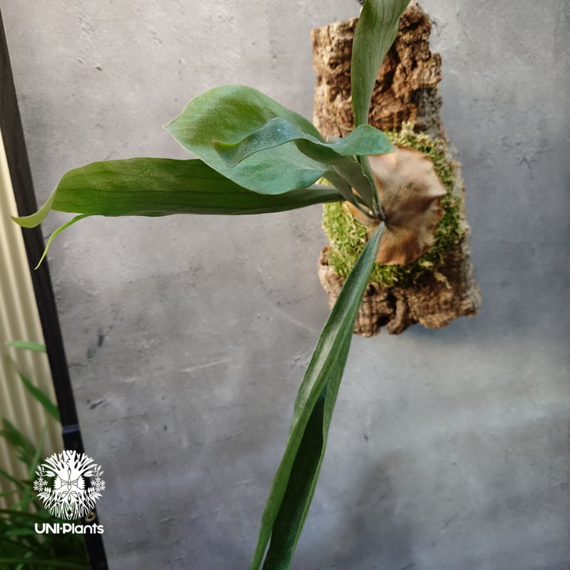 Platycerium Mt.Lewis（pup）ビカクシダ マウントルイス シダ植物