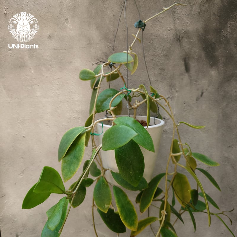 希少! Hoya mindorensis red star ホヤ ミンドレンシス レッドスター