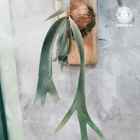 【タイ直輸入・現地選抜】Platycerium willinckii 'W.A.Manda | ビカクシダ ウィリンキー マンダ ｜ビカクシダ原種｜Platycerium