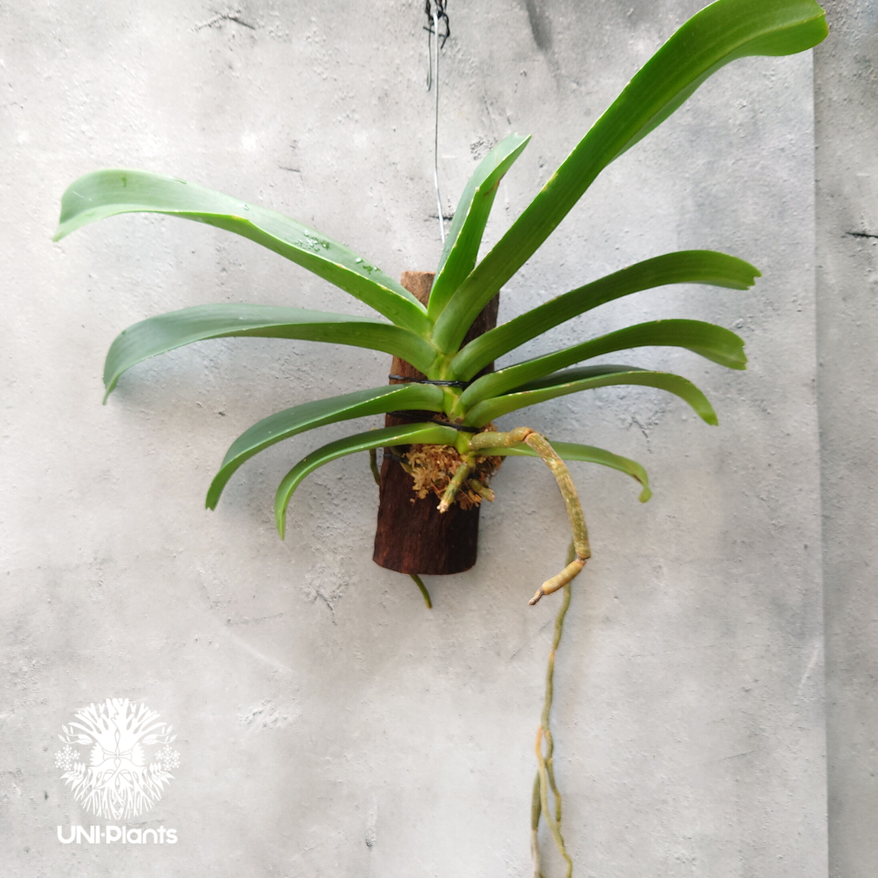 リンコスティリス Rhynchostylis hybrid Kom 着生植物 珍しい 着生蘭