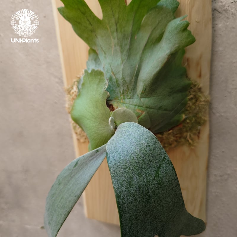 Platycerium willinckii wild East Java (pup) ビカク