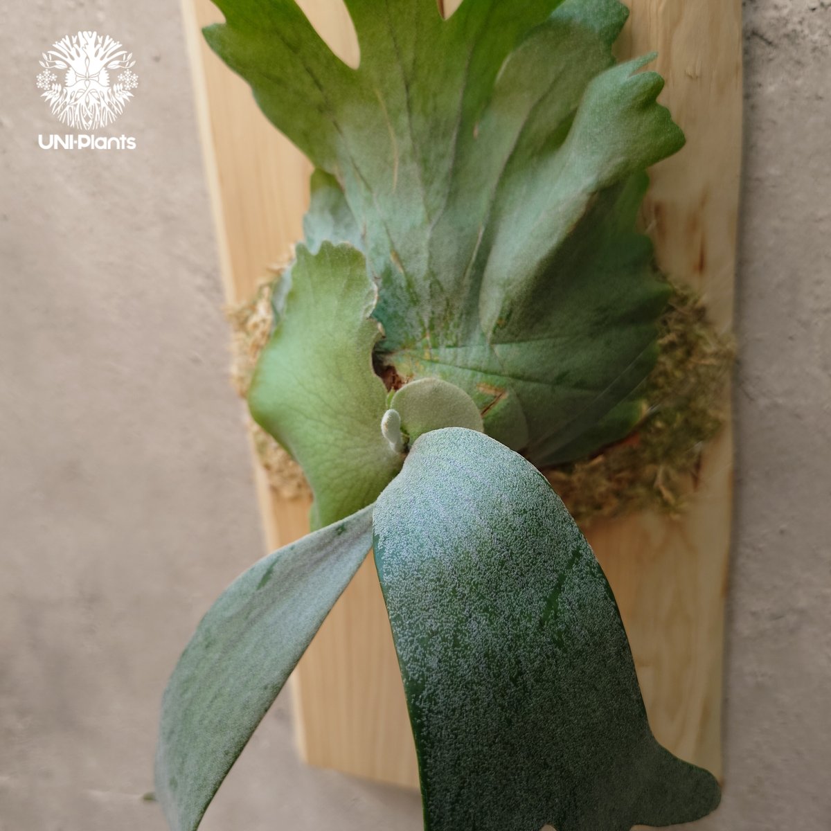 Platycerium willinckii wild East Java (pup) ビカク Platycerium willinckii wild East Java (pup) ビカク
