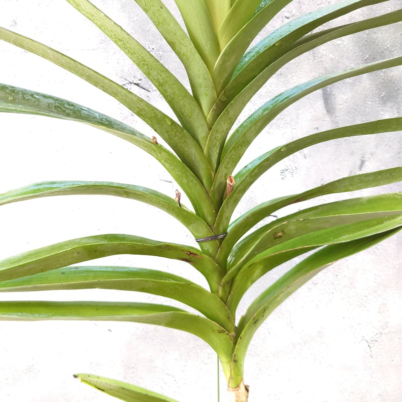 バンダ 洋蘭 Vanda orchid 大株 ラン 蘭 花が綺麗な洋ラン | UNI-Pla