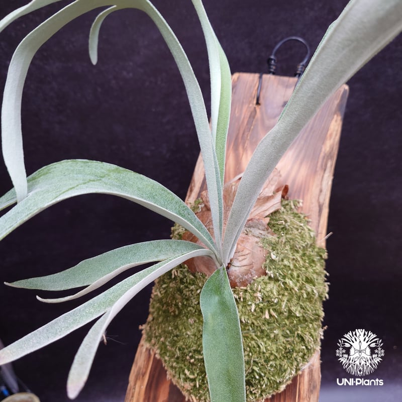 Patycerium veitchii ' Nukul ' ビカクシダ ベイチー シダ植物 ビ