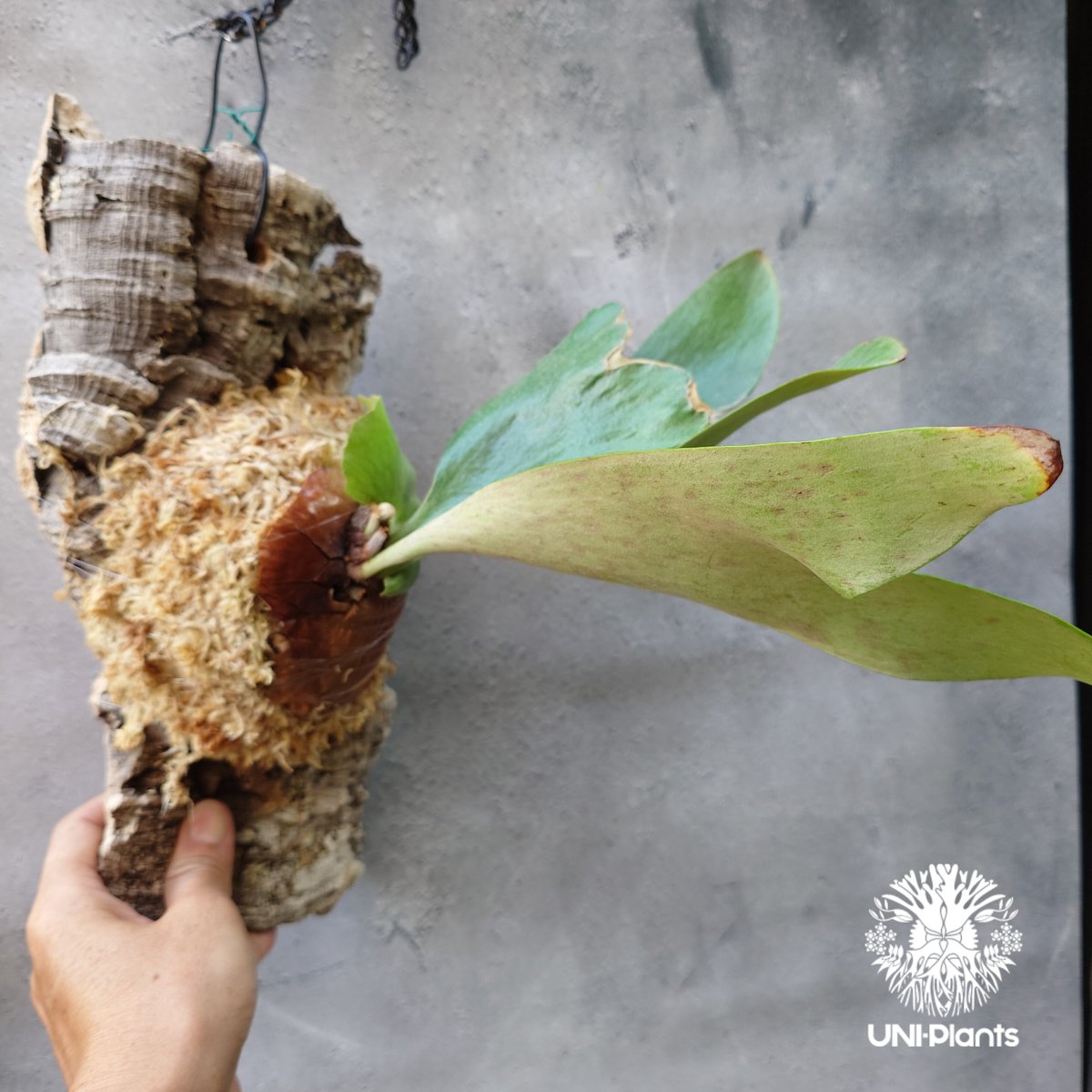 ビカクシダ エリシー Platycerium ellisii コウモリラン