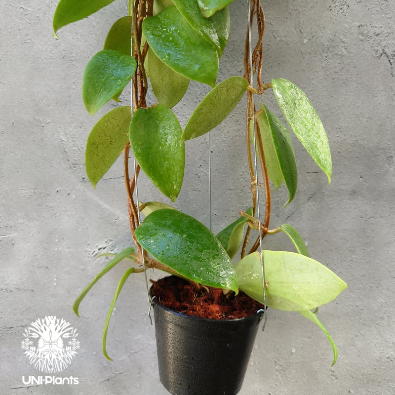 ホヤ アルドリッチ Hoya aldrichii ホヤ植物 サクララン Hoyaplants