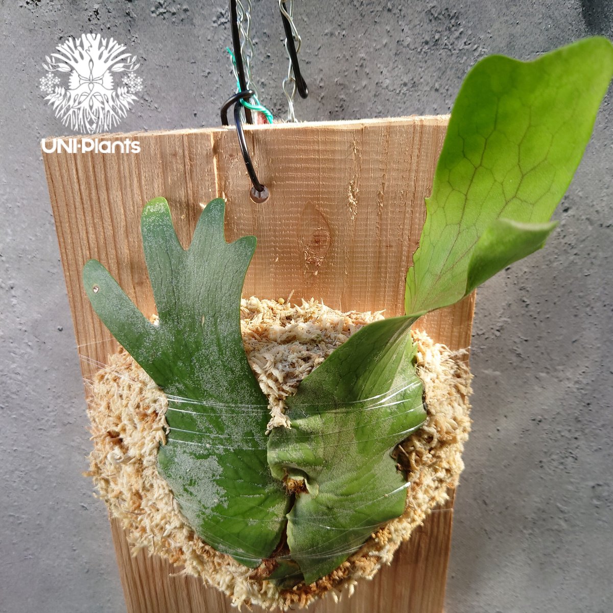 初入荷! ビカクシダ ホルタミー Platycerium holttumii コウモリラン