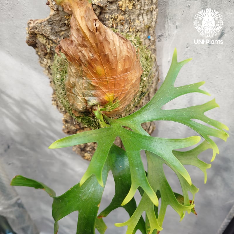 ビカクシダ コロナリウム Platycerium coronarium⑯中株 ビカクシダ コロナリウム タイランド ドワーフ「Platycerium